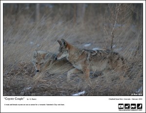 "Coyote Couple"