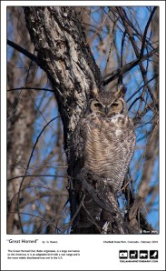 "Great Horned"