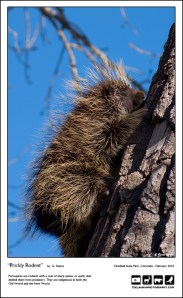 "Prickly Rodent"