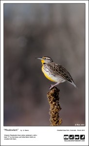 Meadowlark