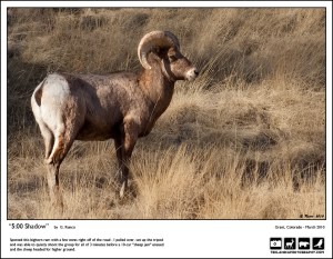 "Five O'Clock Shadow"