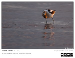 "Sunset Avocet"