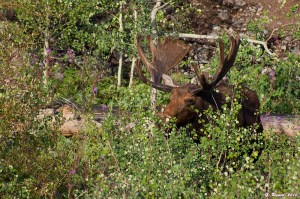 Aspen Moose