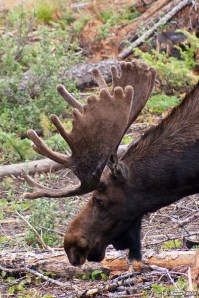 Bull Moose Portrait