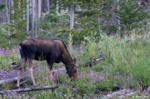 Moose in Lupine