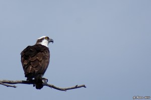 Osprey on Branch