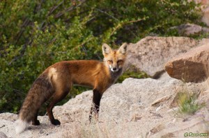 Rock Fox