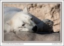 Polar_Bear