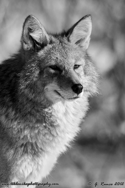 B&W_Coyote