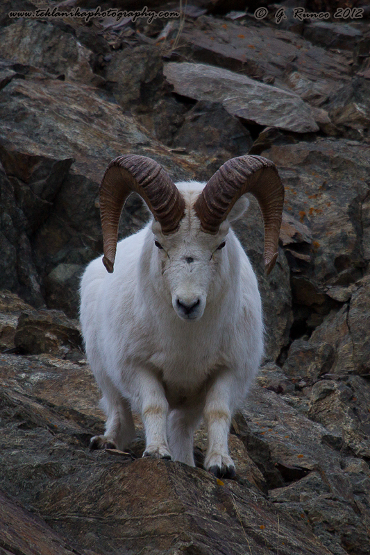 Coming_Down_The_Mountain