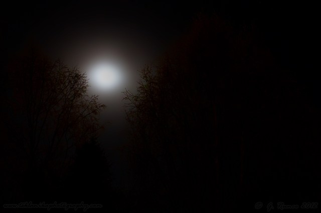 Moon_Through_The_Trees
