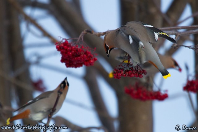 Waxwings