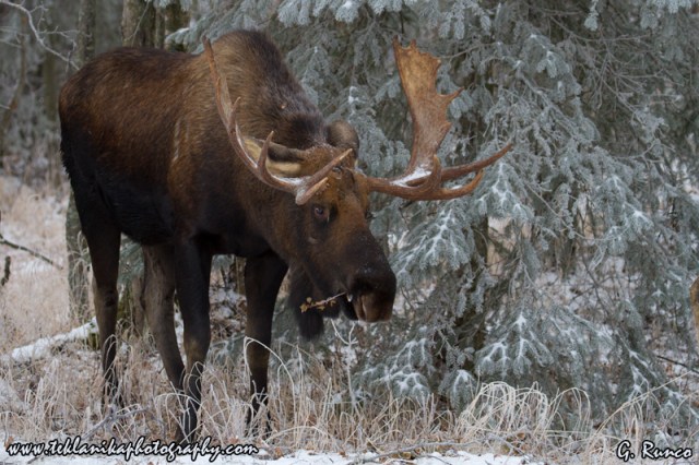 Winter_Bull_Moose