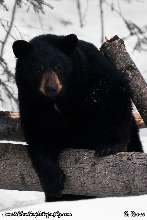 © Teklanika Photography 2012