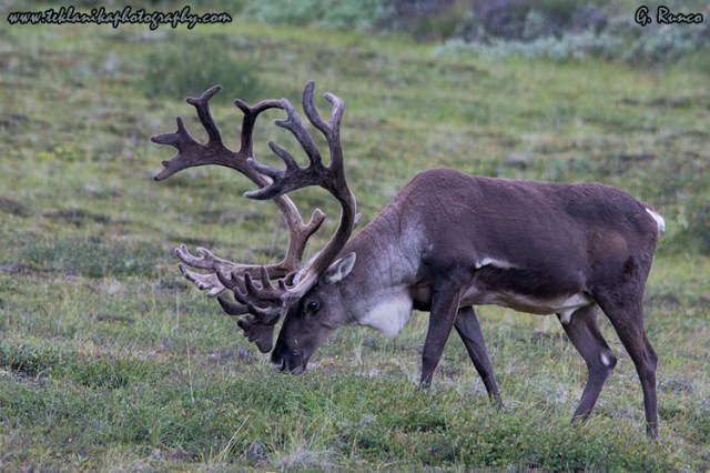 © Teklanika Photography 2012