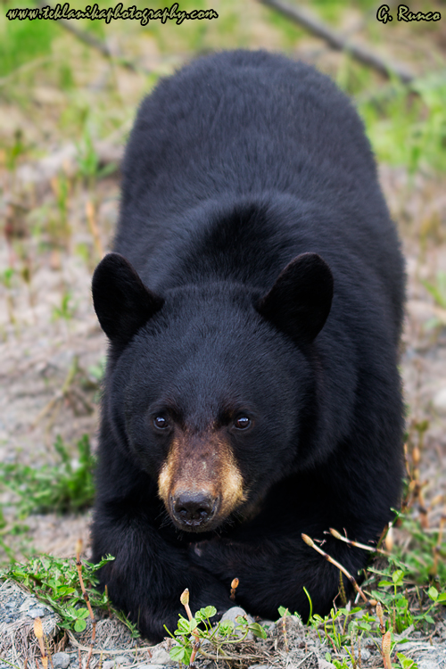 © Teklanika Photography 2012