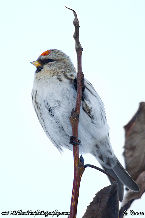 © Teklanika Photography 2013