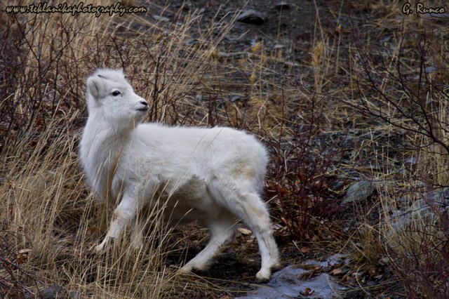 © Teklanika Photography 2013