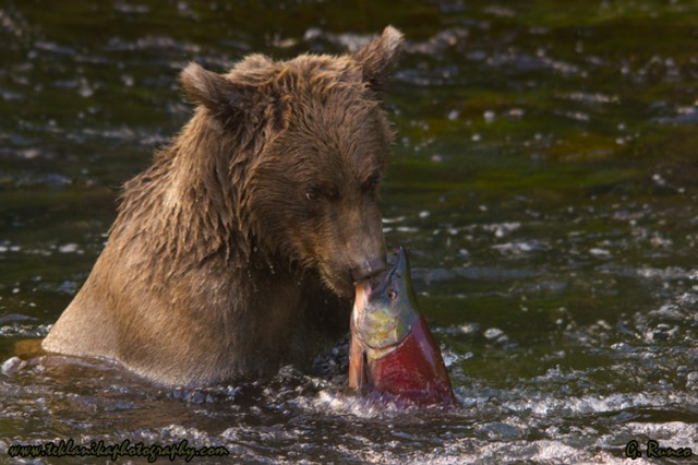 © Teklanika Photography 2012