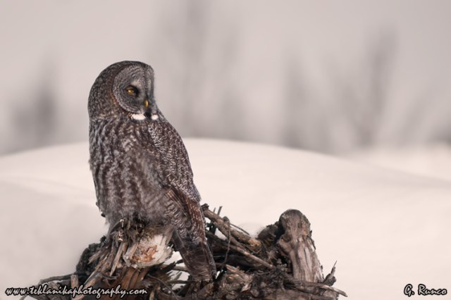 © Teklanika Photography 2012