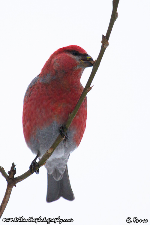 © Teklanika Photography 2013