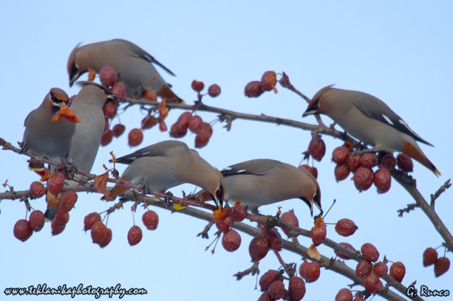 Hungry_Birds