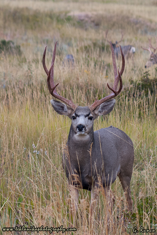 © Teklanika Photography 2009