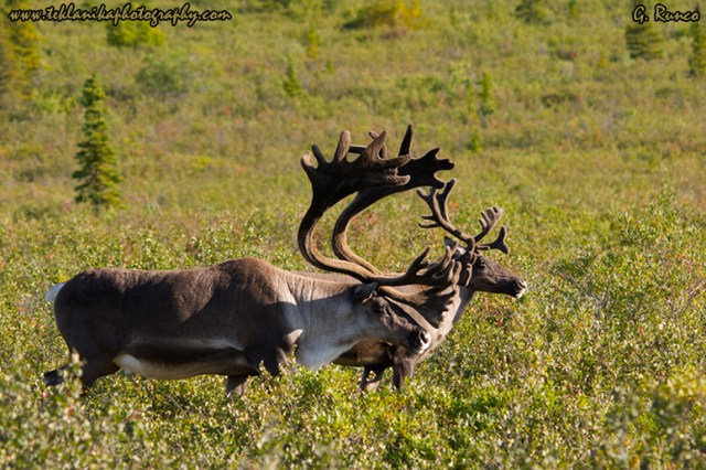  © Teklanika Photography 2012