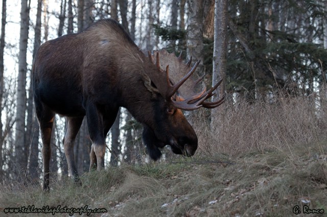 © Teklanika Photography 2012