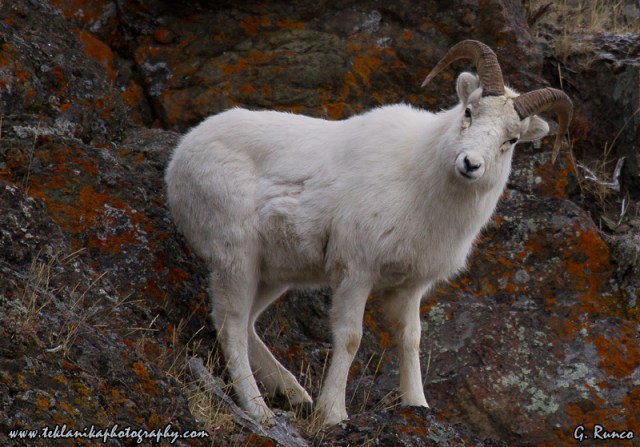 Satellite_Ram