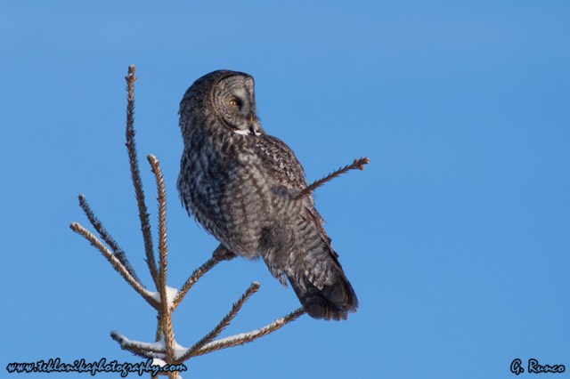 © Teklanika Photography 2012