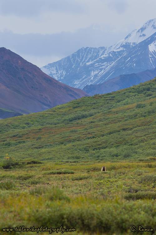 © Teklanika Photography 2012