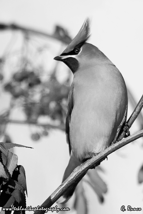 © Teklanika Photography 2013