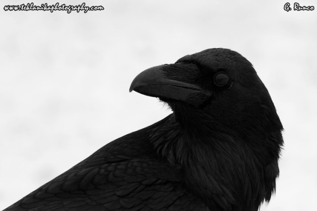 © Teklanika Photography 2013