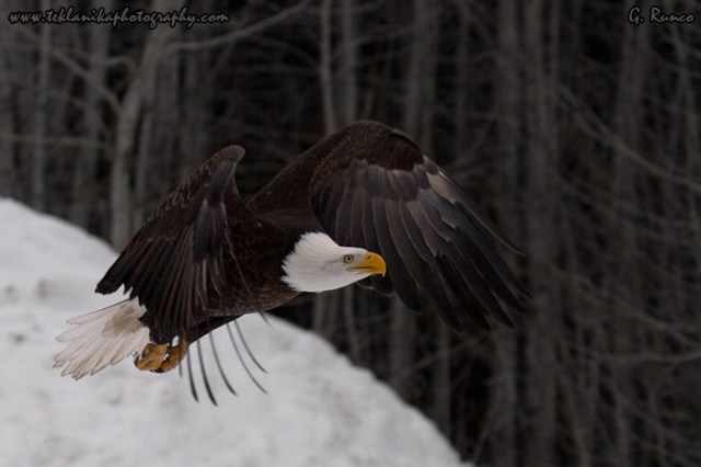 © Teklanika Photography 2013