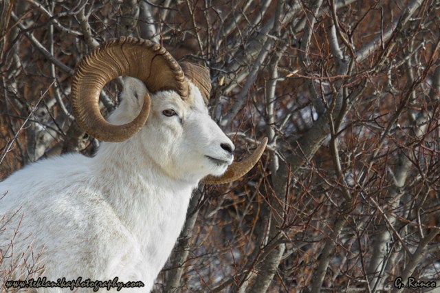 © Teklanika Photography 2013