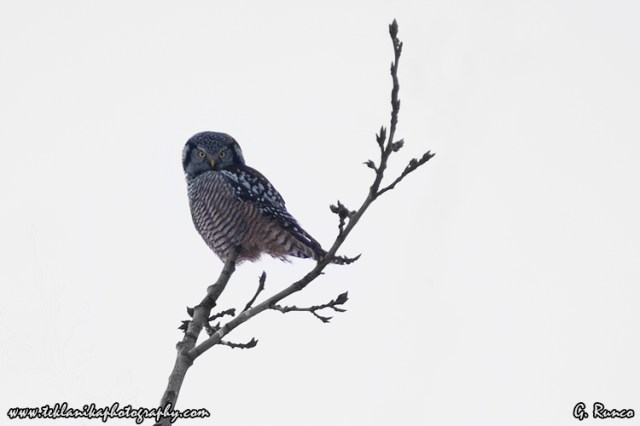 © Teklanika Photography 2012