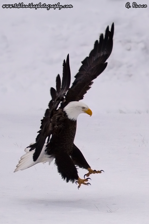 © Teklanika Photography 2013