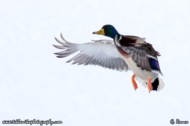 © Teklanika Photography 2013