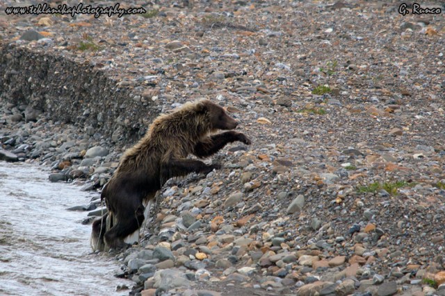 © Teklanika Photography 2012