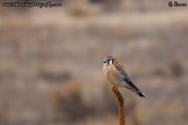 © Teklanika Photography 2010