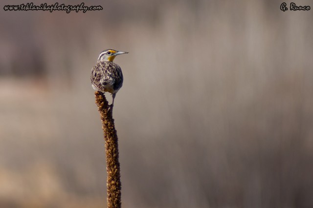 © Teklanika Photography 2010