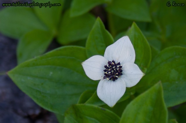 © Teklanika Photography 2012