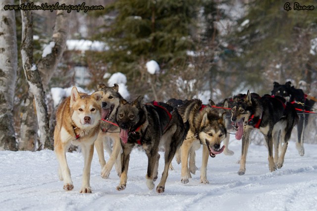 © Teklanika Photography 2013