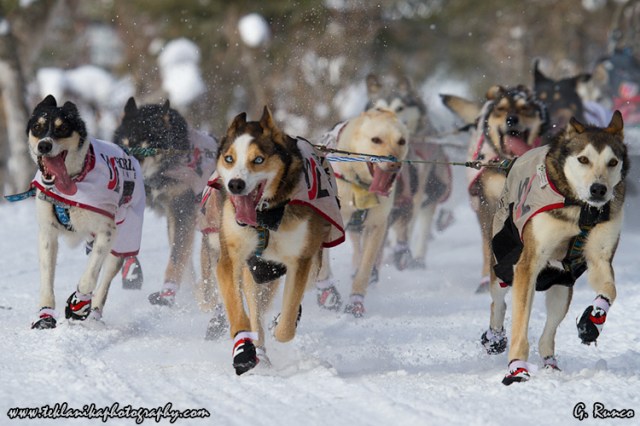 Iditarod2013_Photo10