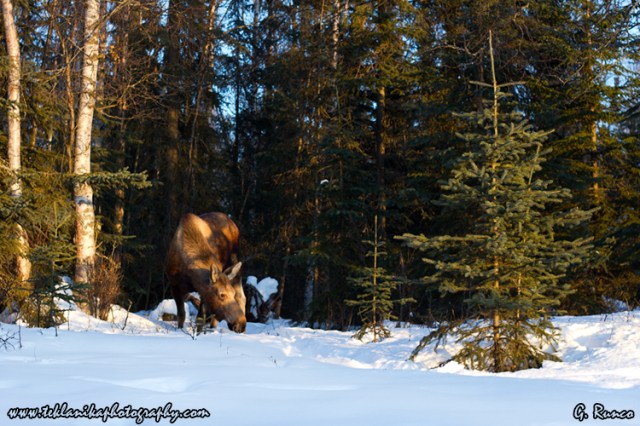 © Teklanika Photography 2013