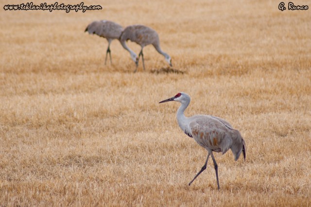 © Teklanika Photography 2009