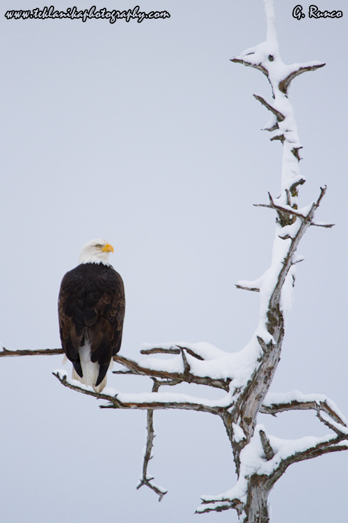 © Teklanika Photography 2013