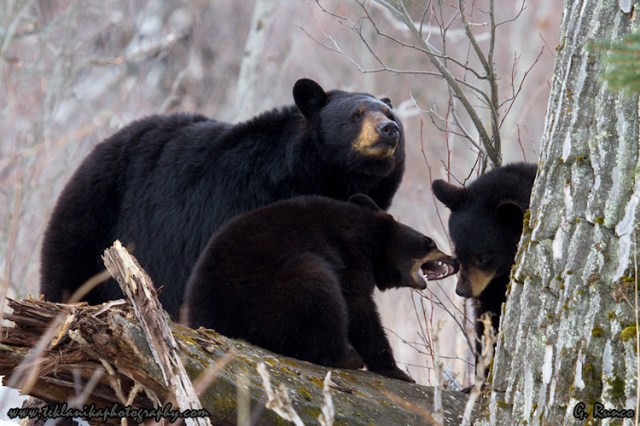 © Teklanika Photography 2013