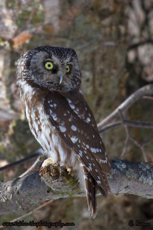 © Teklanika Photography 2013